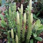 Lycopodium annotinum fruit picture by philippe caprasse (cc-by-sa)