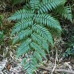 Lophosoria quadripinnata leaf picture by Daniel Barthelemy (cc-by-nc)