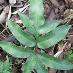 Pteris brasiliensis leaf picture by Trap Hers (cc-by-sa)