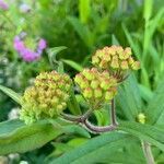 Asclepias tuberosa flower picture by Juseff Bubu (cc-by-sa)