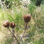 Centaurea nigra fruit picture by Laetitia Ferrage (cc-by-sa)