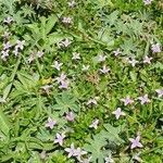 Oldenlandia monanthos habit picture by susan brown (cc-by-sa)