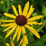 Rudbeckia subtomentosa flower picture by K O (cc-by-sa)