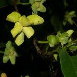 Guatteria oliviformis fruit picture by Nelson Zamora Villalobos (cc-by-nc)