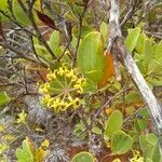 Stenocarpus tremuloides flower picture by Hugues Ferrand (cc-by-sa)