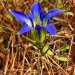 Gentiana autumnalis flower picture by Tom Jones (cc-by-sa)