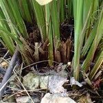 Carex elata habit picture by Yoan MARTIN (cc-by-sa)