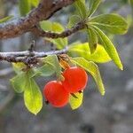 Lonicera pyrenaica fruit picture by grutz (cc-by-sa)