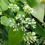 Mikania micrantha flower picture by Makoto Makoto (cc-by-sa)