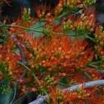 Combretum paniculatum flower picture by Maarten Vanhove (cc-by-sa)