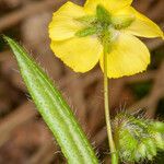 Tuberaria guttata leaf picture by Martin Bishop (cc-by-sa)