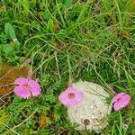 Dianthus sylvestris flower picture by Andrea Schieber (cc-by-sa)