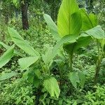 Curcuma zedoaria leaf picture by Puja Ray (cc-by-sa)