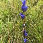 Gentiana pneumonanthe habit picture by Thérèse DEVAUX (cc-by-sa)