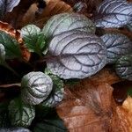 Ajuga reptans leaf picture by Scheller Lars (cc-by-sa)