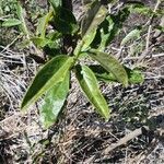 Boscia mossambicensis leaf picture by susan brown (cc-by-sa)