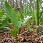 Convallaria majalis flower picture by Andreas Häusler (cc-by-sa)