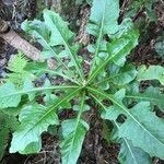 Sonchus fruticosus leaf picture by François Garnotel (cc-by-sa)