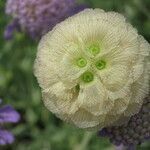 Scabiosa lucida fruit picture by Daniel Barthelemy (cc-by-nc)