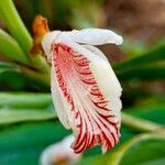 Alpinia calcarata flower picture by ifp660 (cc-by-sa)