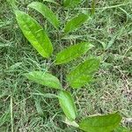 Paederia foetida leaf picture by Avijit Dey (cc-by-sa)