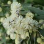 Acacia mearnsii flower picture by x orkinson (cc-by-sa)