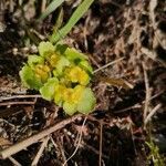 Chrysosplenium oppositifolium habit picture by Minoritos (cc-by-sa)