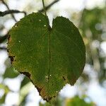 Dombeya ciliata leaf picture by E. Mouysset (cc-by-sa)