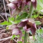 Epipactis atrorubens habit picture by etienne copeaux (cc-by-sa)