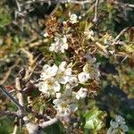 Crataegus azarolus flower picture by Crespo Miguel (cc-by-sa)