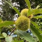 Castanea crenata fruit picture by Klaus Möhlmann (cc-by-sa)