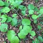 Hamamelis virginiana habit picture by Tim Rutland (cc-by-sa)