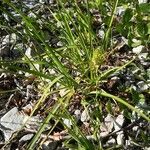 Anthericum liliago leaf picture by Renaud Brochiero (cc-by-sa)