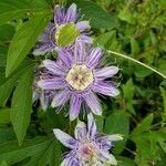 Passiflora incarnata flower picture by Amanda Fleming (cc-by-sa)