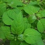 Collinsonia canadensis leaf picture by Darian Darian (cc-by-sa)