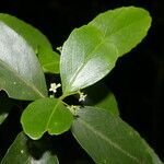 Gyminda tonduzii leaf picture by Nelson Zamora Villalobos (cc-by-nc)