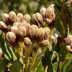 Baccharis prunifolia flower picture by Fabien Anthelme (cc-by-sa)