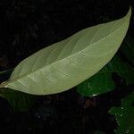 Posoqueria latifolia leaf picture by Lisa Moreno (cc-by-sa)