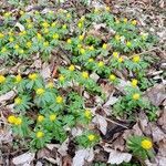 Eranthis hyemalis habit picture by Kampf Robert (cc-by-sa)