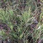 Equisetum palustre habit picture by Sabina Hartmann (cc-by-sa)