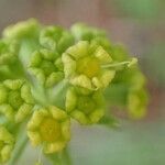 Bupleurum petraeum fruit picture by Yoan MARTIN (cc-by-sa)