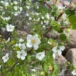 Rubus deliciosus flower picture by Daniel Gonzales (cc-by-sa)