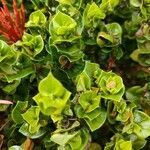 Ixora coccinea leaf picture by Edwin van Gorp (cc-by-sa)