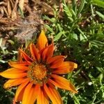 Gazania linearis flower picture by Jan Grantham (cc-by-sa)