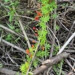 Tropaeolum tricolor flower picture by Piña Alvaro (cc-by-sa)