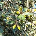 Quercus ilex fruit picture by Frank Noack (cc-by-sa)