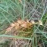 Carex arenaria flower picture by Patrick Nard (cc-by-sa)