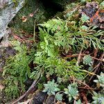 Cryptogramma crispa habit picture by Fabien Anthelme (cc-by-sa)