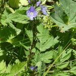 Veronica ponae habit picture by Llandrich anna (cc-by-sa)