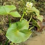 Sagittaria montevidensis habit picture by Trap Hers (cc-by-sa)